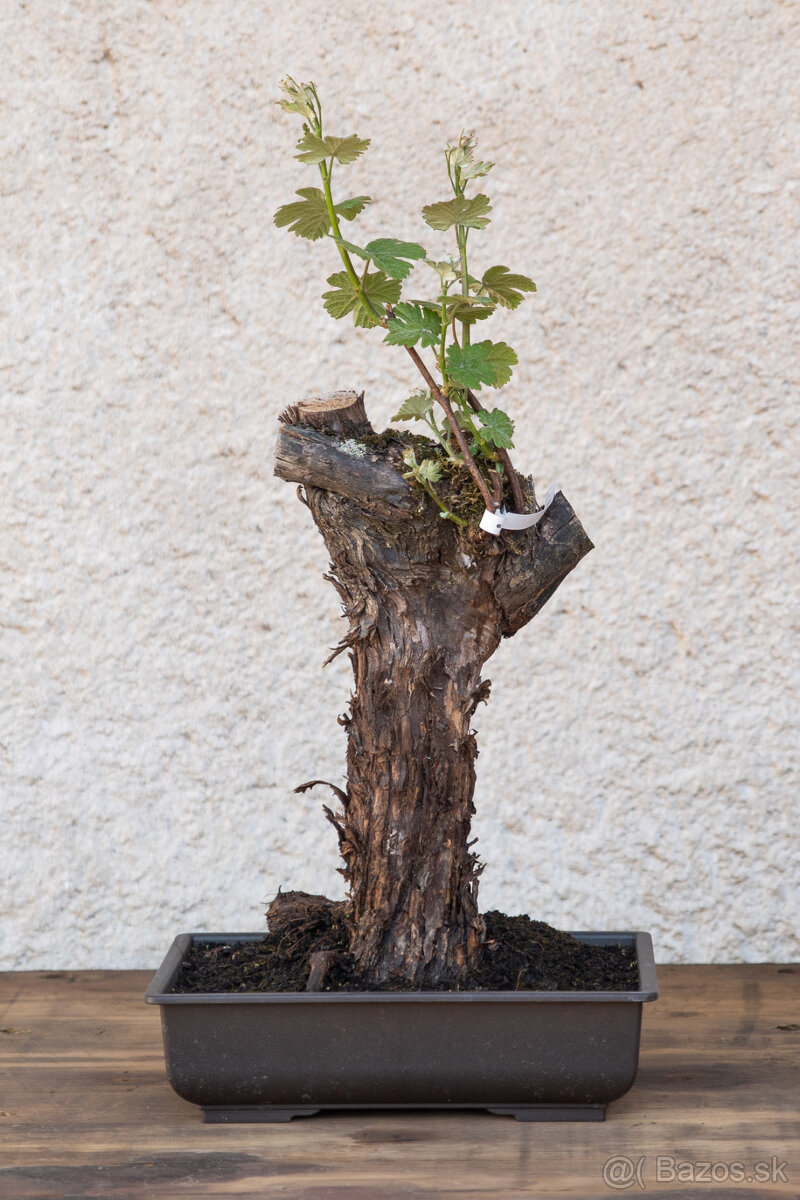 Bonsaj - 49 ročný vinič - 9