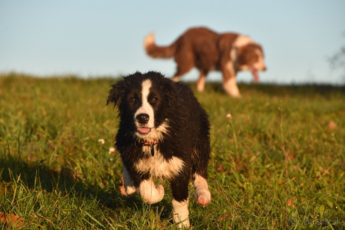 Border kólia s PP - 9