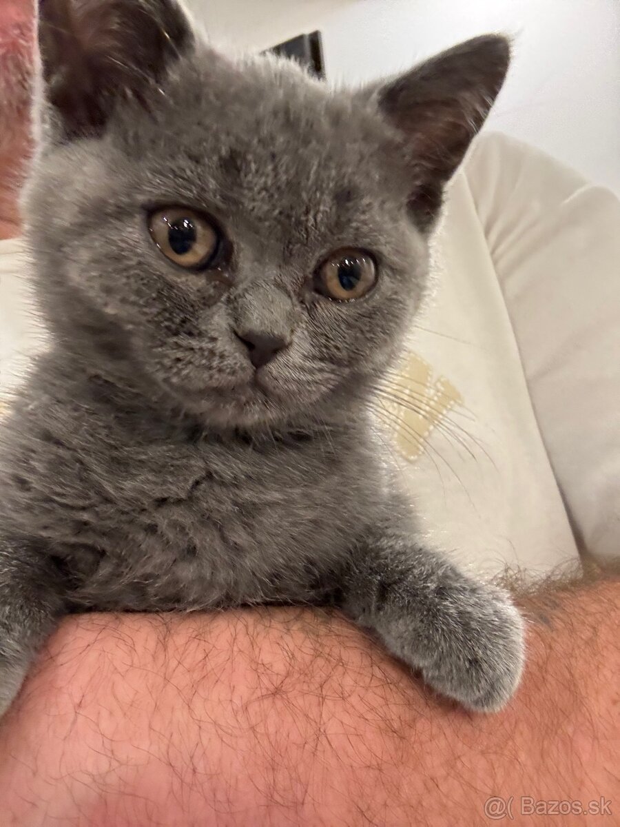 Mačiatko Britská Modrá - 9