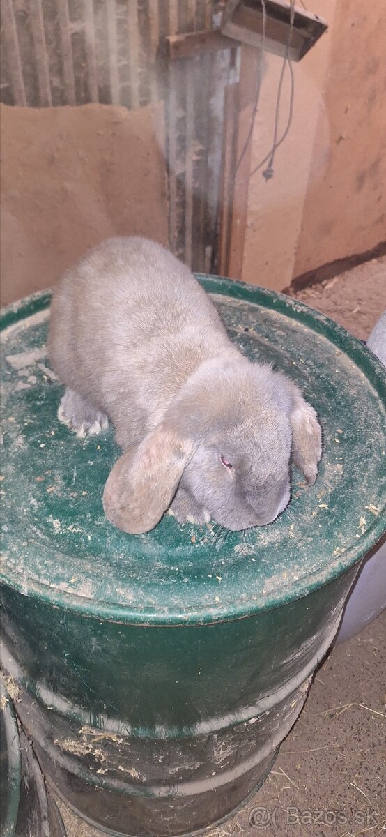 Francúzsky baran - 9