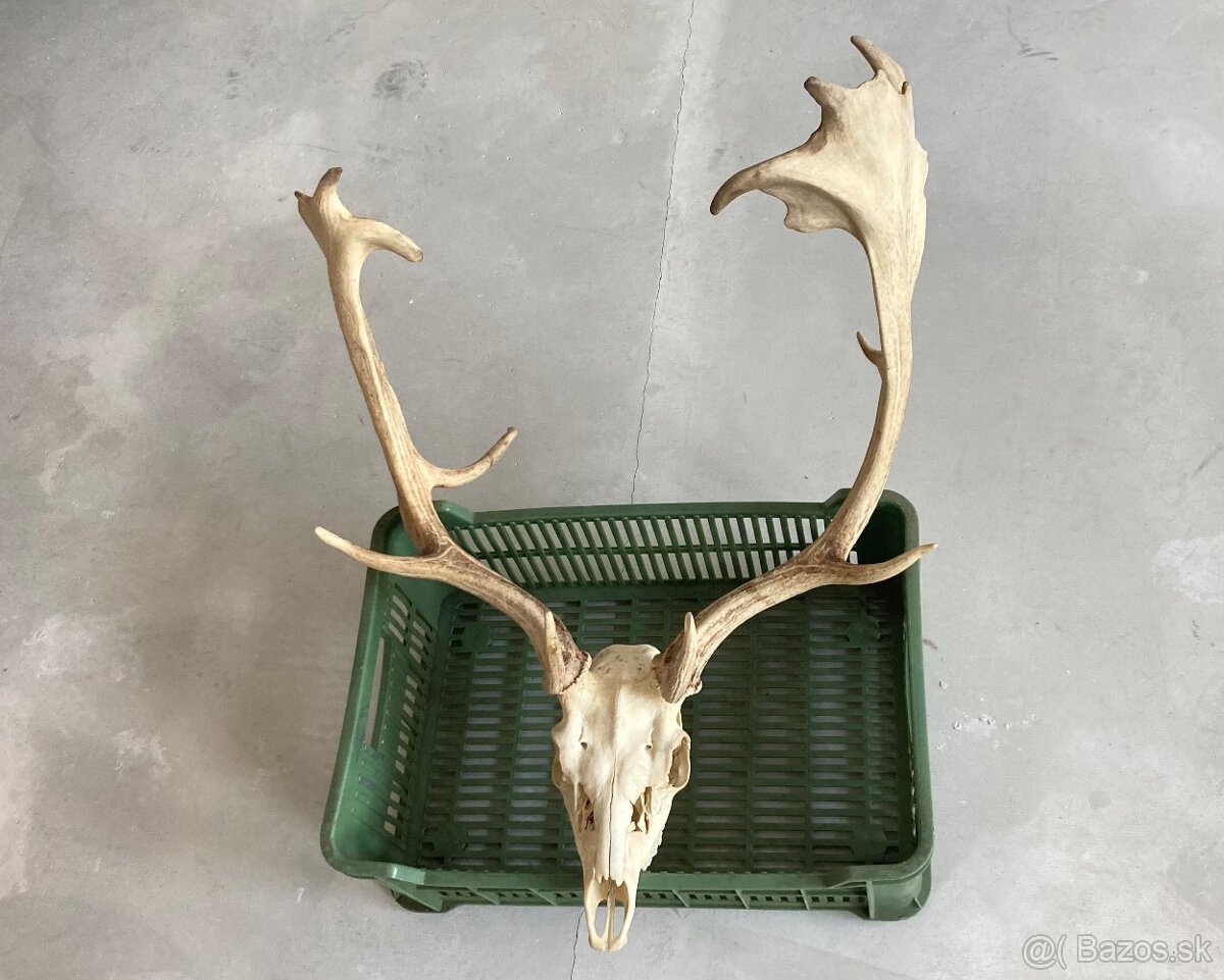 Trofeje jeleň daniel - 9