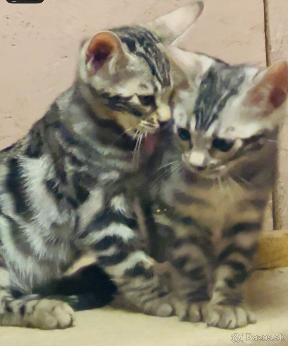 Bengálske mačiatka, bengalska mačka s Rodokmeňom - 9