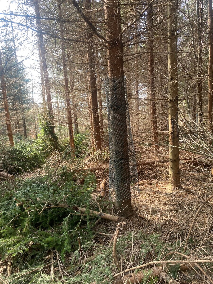 Tazba dreva, pestebná činnosť - 9