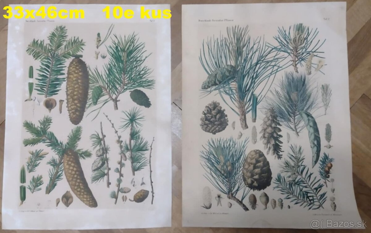 staré školské tabule/plagáty raslín-stromov-zvierat - 9