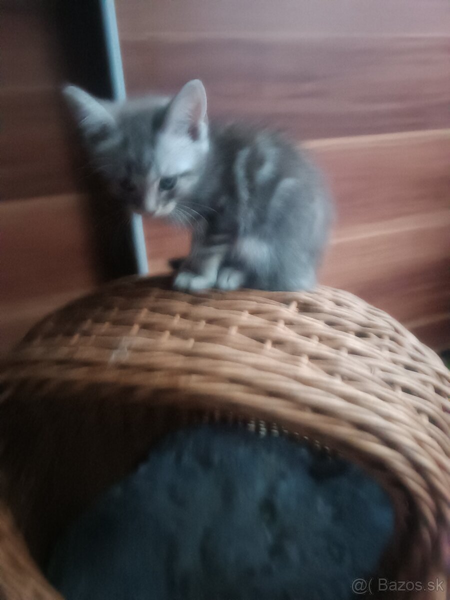 Britske maciatka - 9