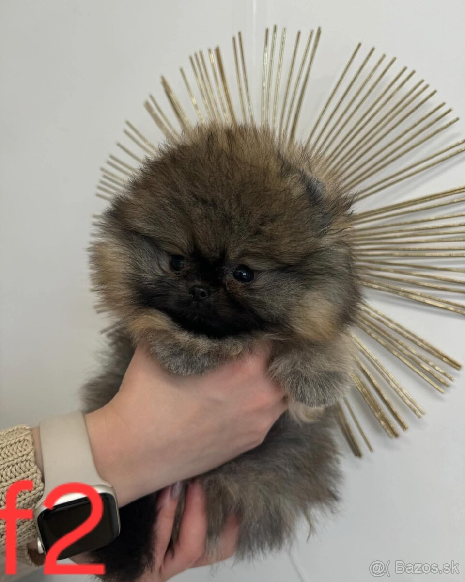 Pomeranian - 9