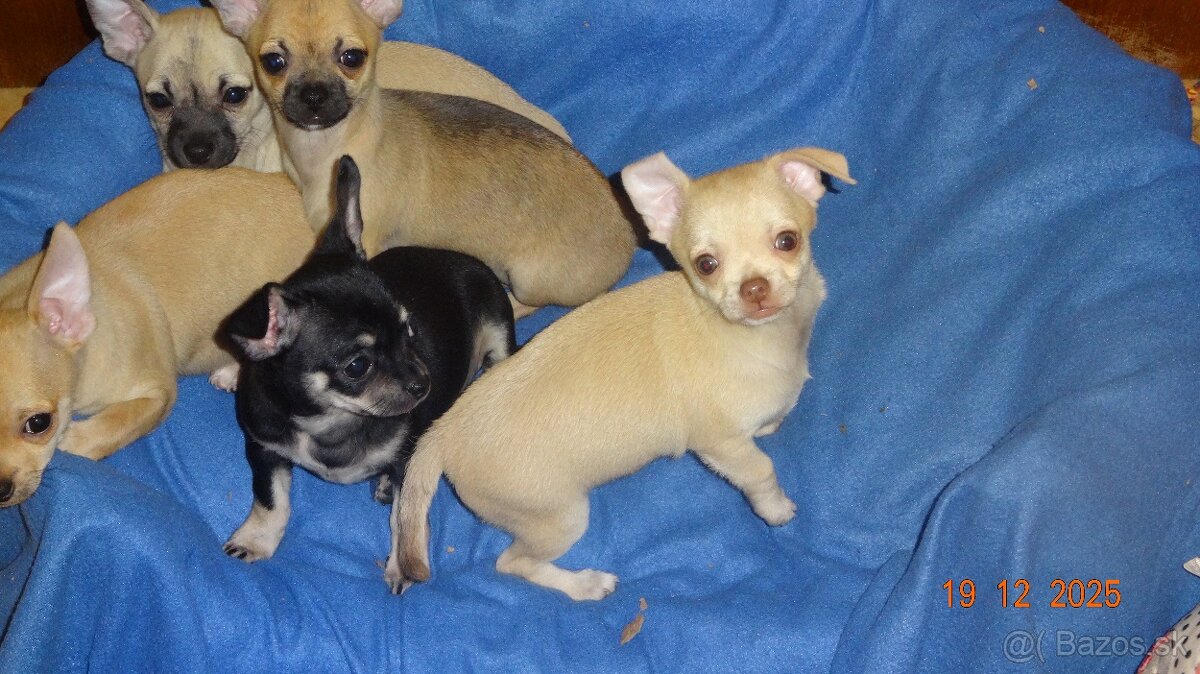 čivava krátkosrstá - 9