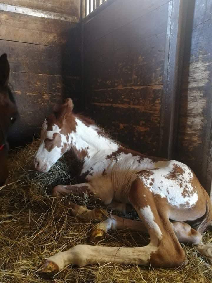 Pripúšťanie APH žrebcom - 9