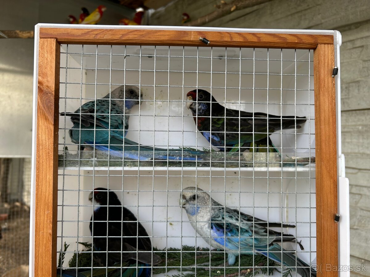 Rozely pestré odchov 25 - 9