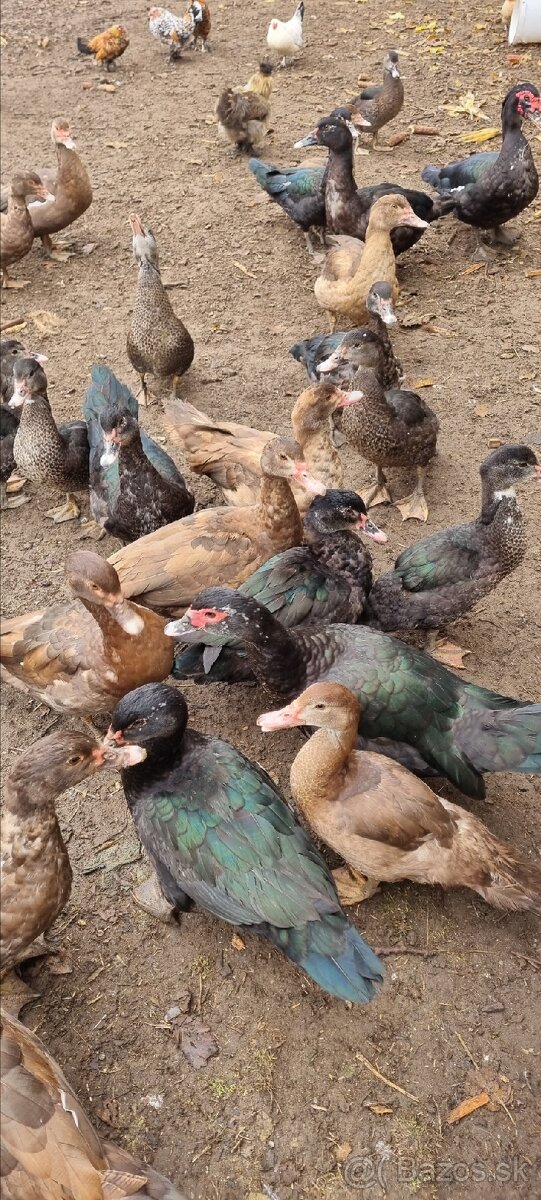 Kacky pizmove a miesane ruanske s bezcami - 9