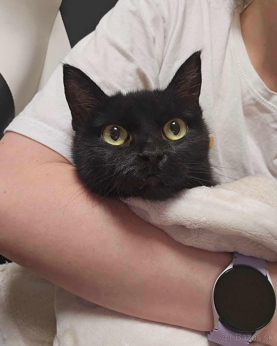 Mačička HILDA hľadá domov - 9