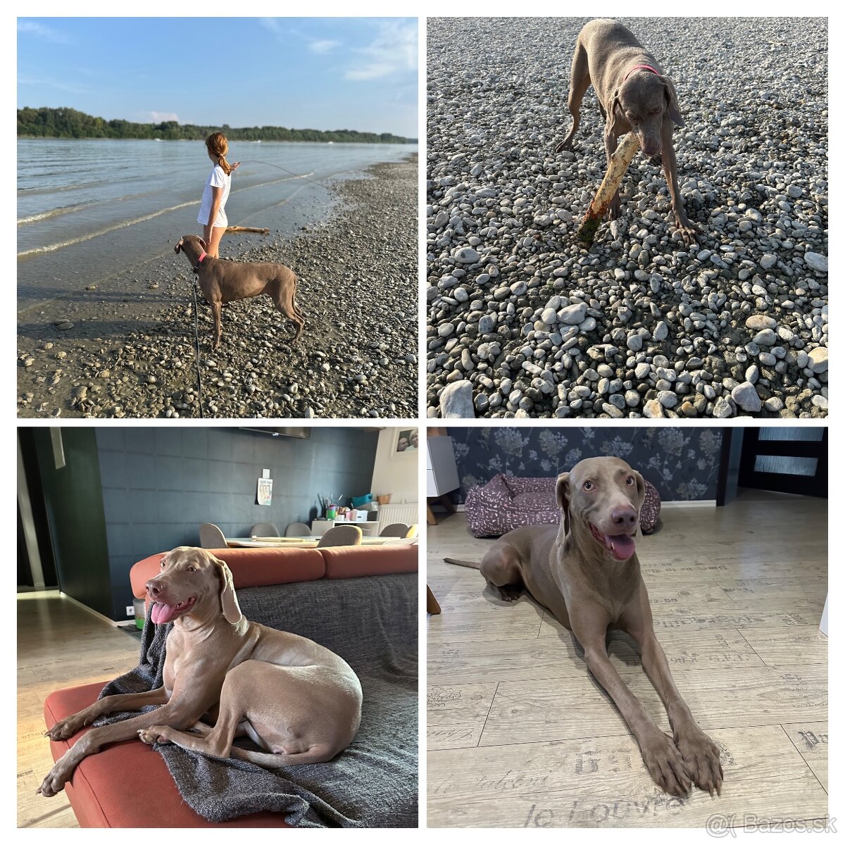 Stráženie psíkov - 9