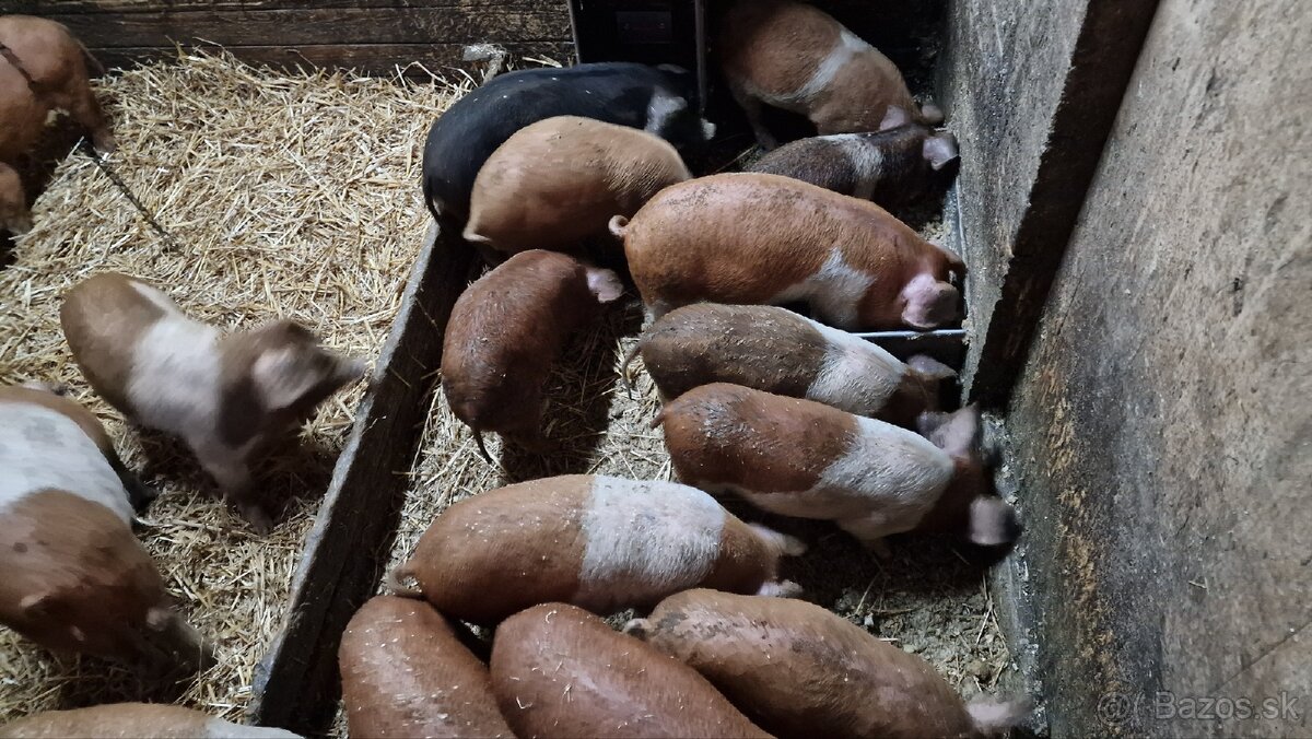 Odstavčata - 9