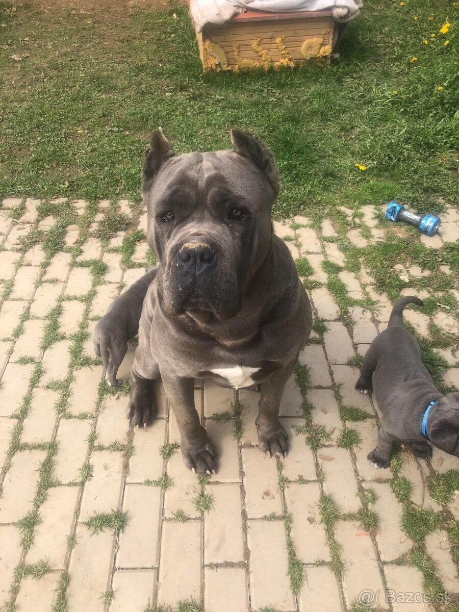 Cane Corso Šteniatka bez PP - 9