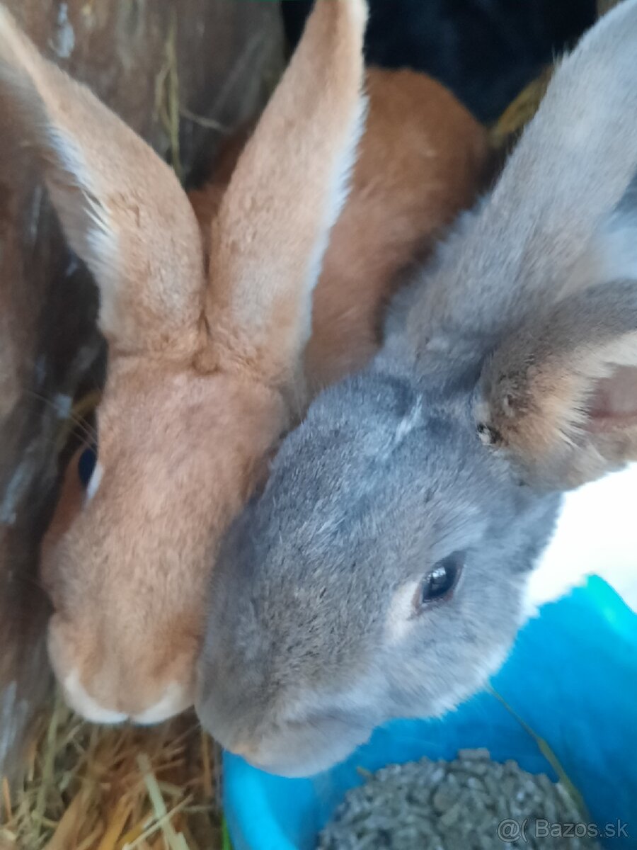 Králik - 9