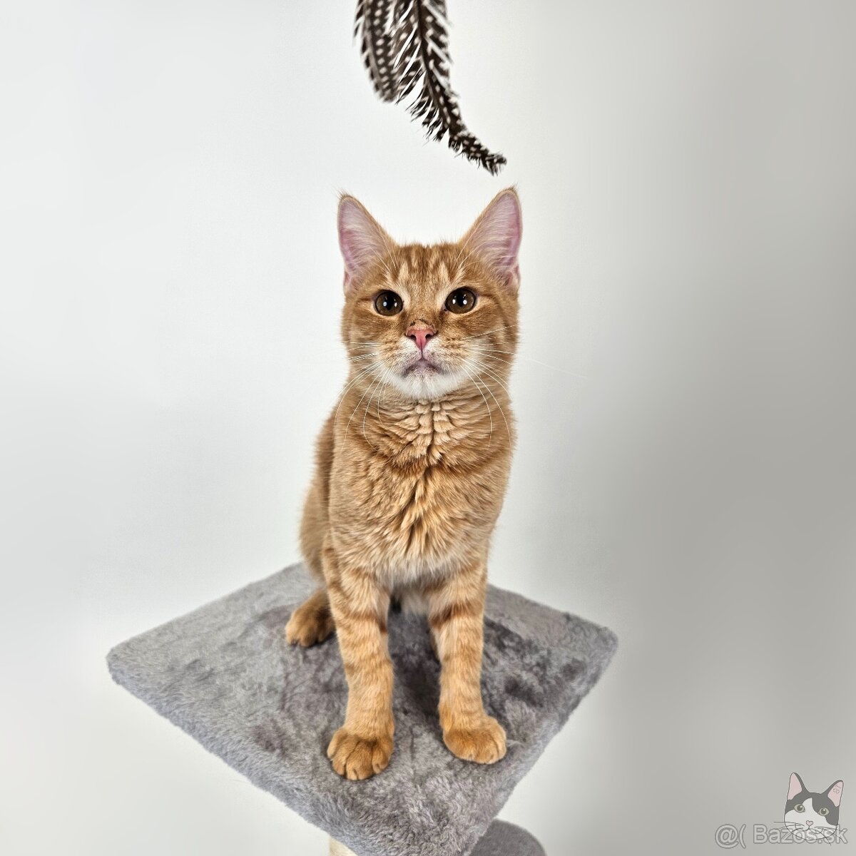 TOBY hľadá domov - 9