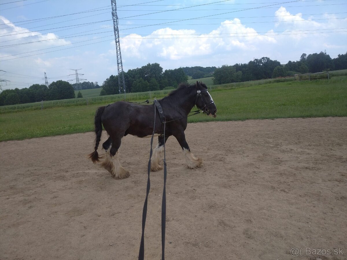 Pripúštanie Írsky Cob - 9