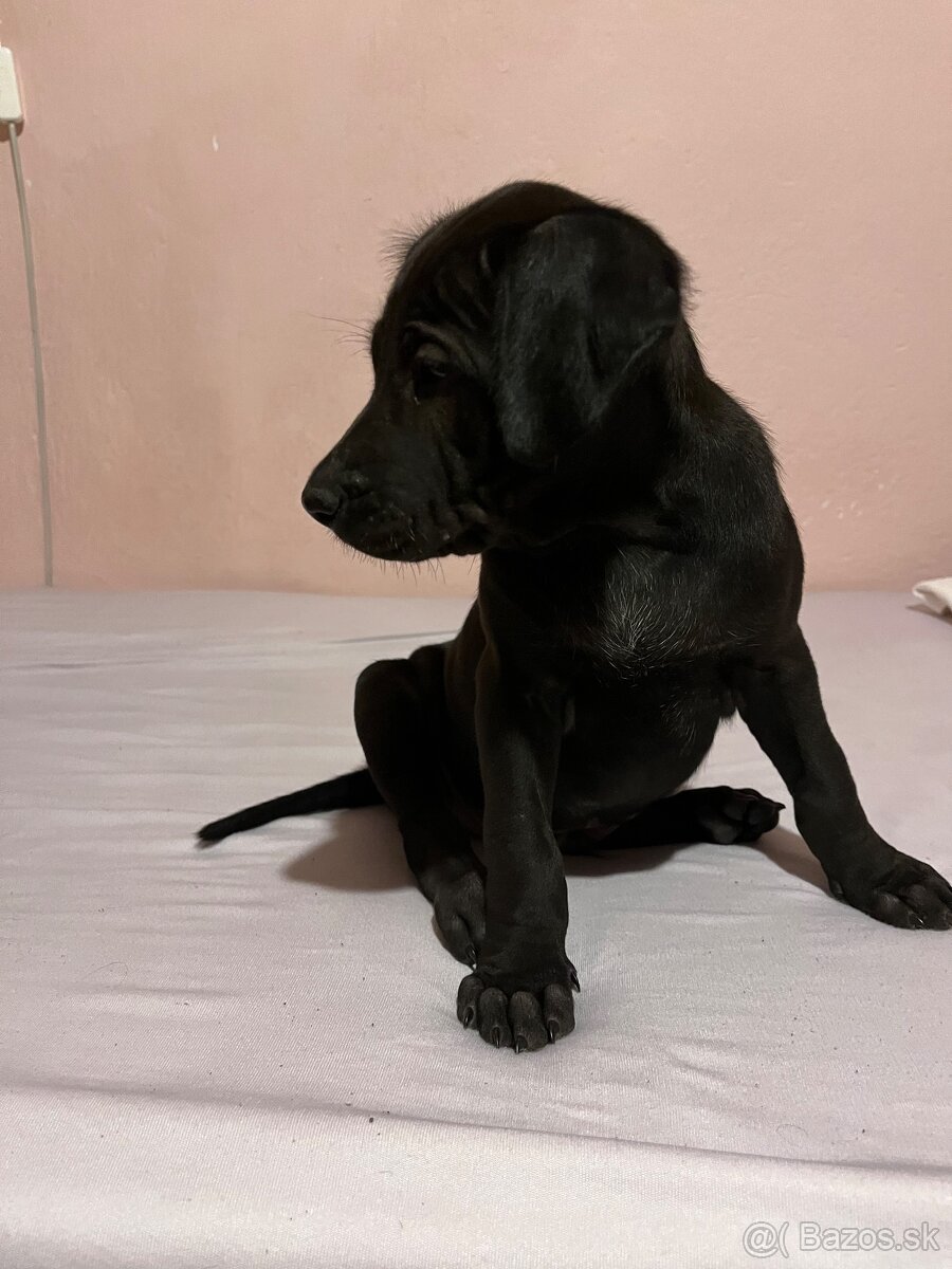 Steniatka labradora - 9