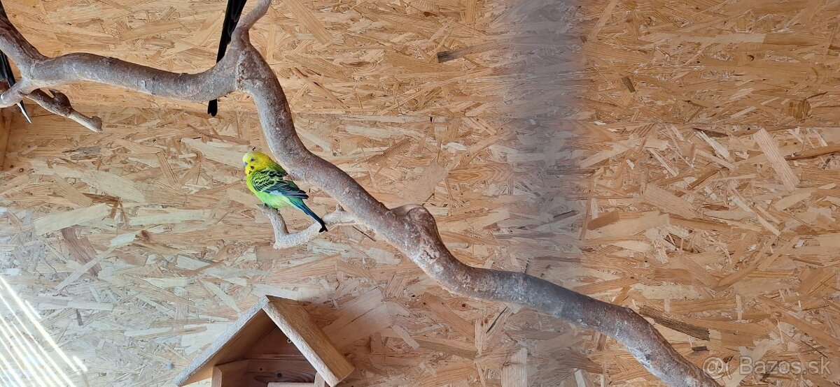 andulka, korela papagaj nadherny - 9