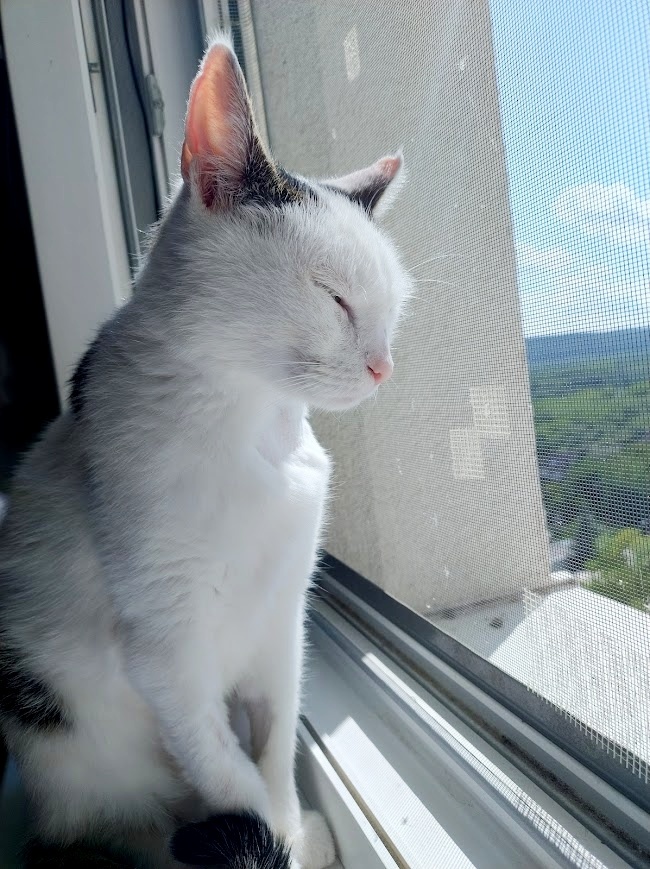 stelesnenie pokoja - 9