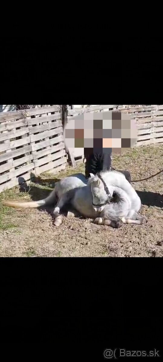 Pony kobylka - žrebná - 9