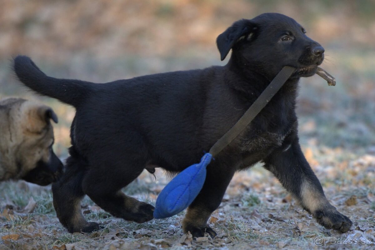 Nemecký ovčiak psík s PP - 9