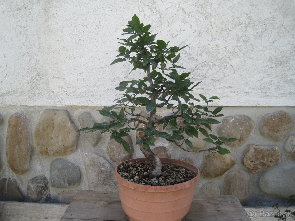 bonsai,bonsaj-hrab 4 - 9