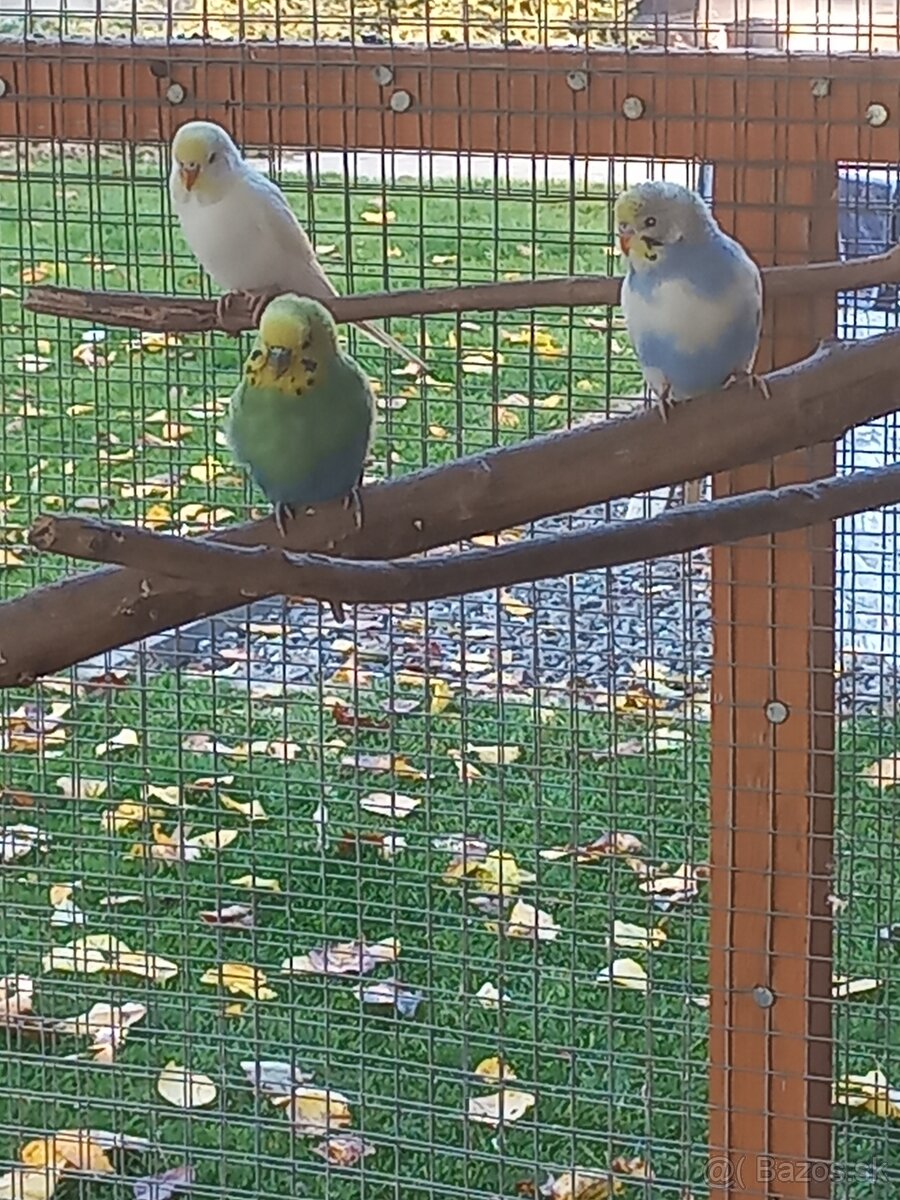 Andulka - Papagájec vlnkovaný - 9