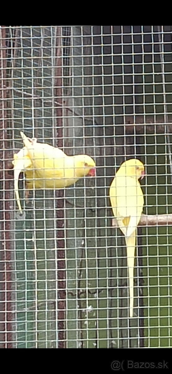 Alexander Malý, - 9