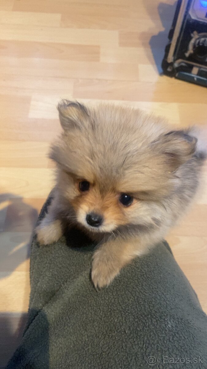 Pomeranian mini - 9