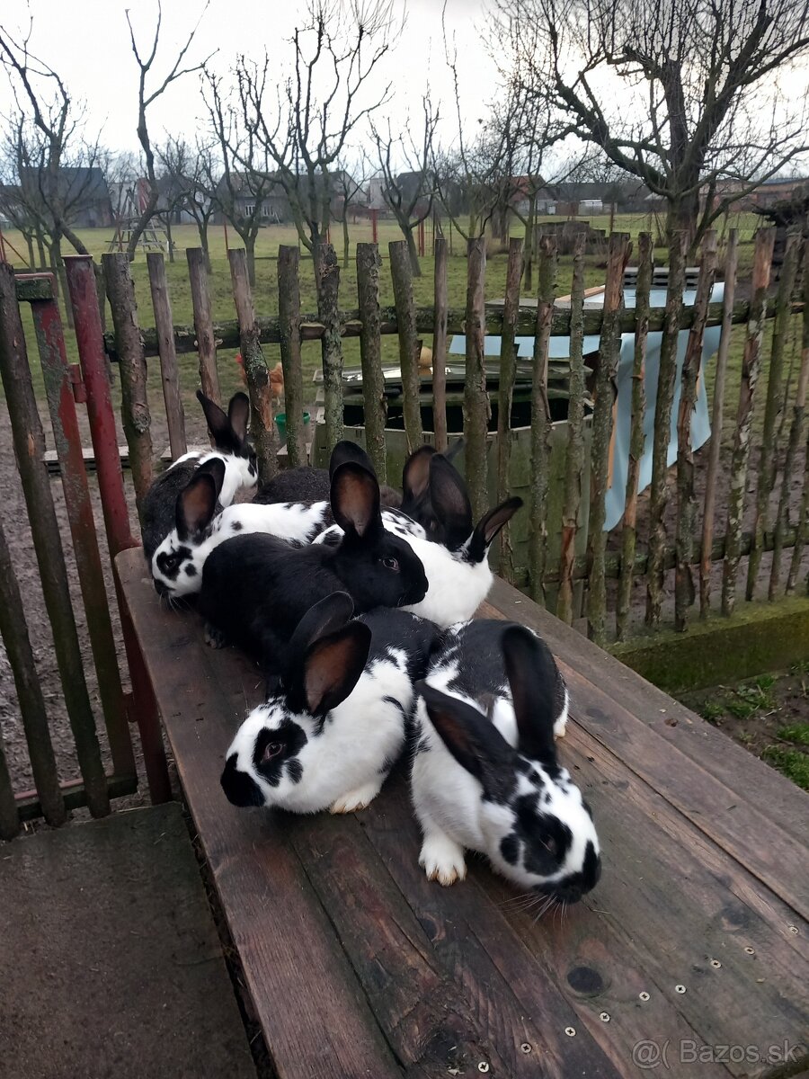 Predám králiky . - 9