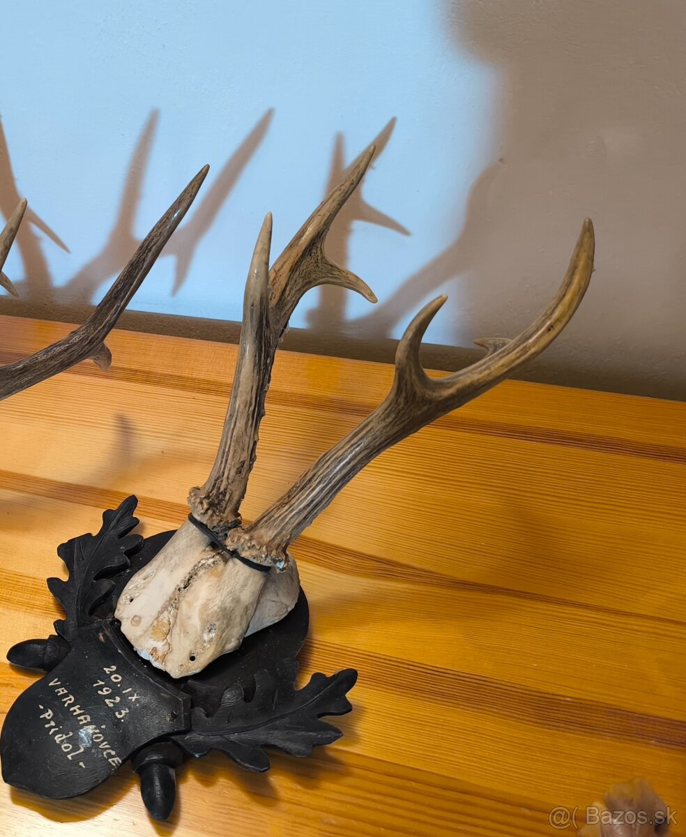 Trofeje srnca - 9
