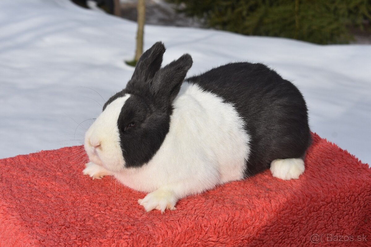 Predam Holandsky - 9