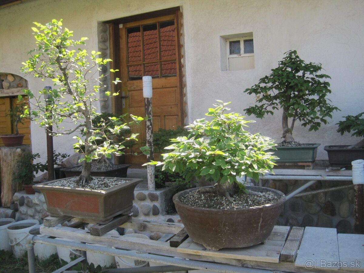 bonsai,bonsaj-hrab 16 - 9