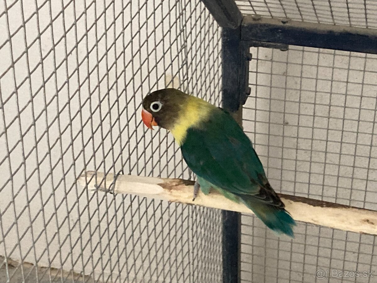 Agapornis fischeri - 9