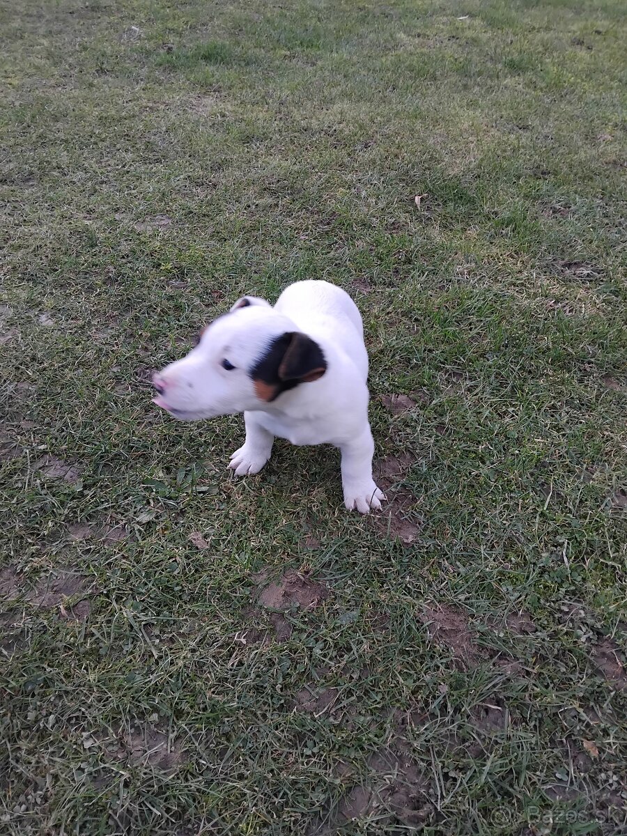 Predám šteňatá Jack Russel Terier - 9