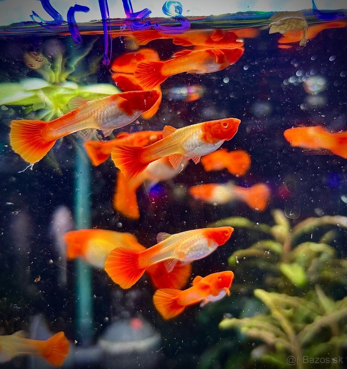 Guppy_čisté formy - 9