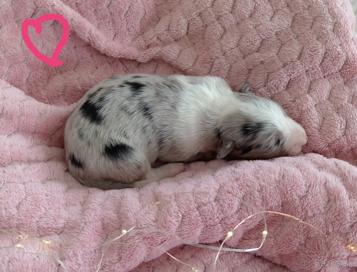 Border kólia s PP - 9