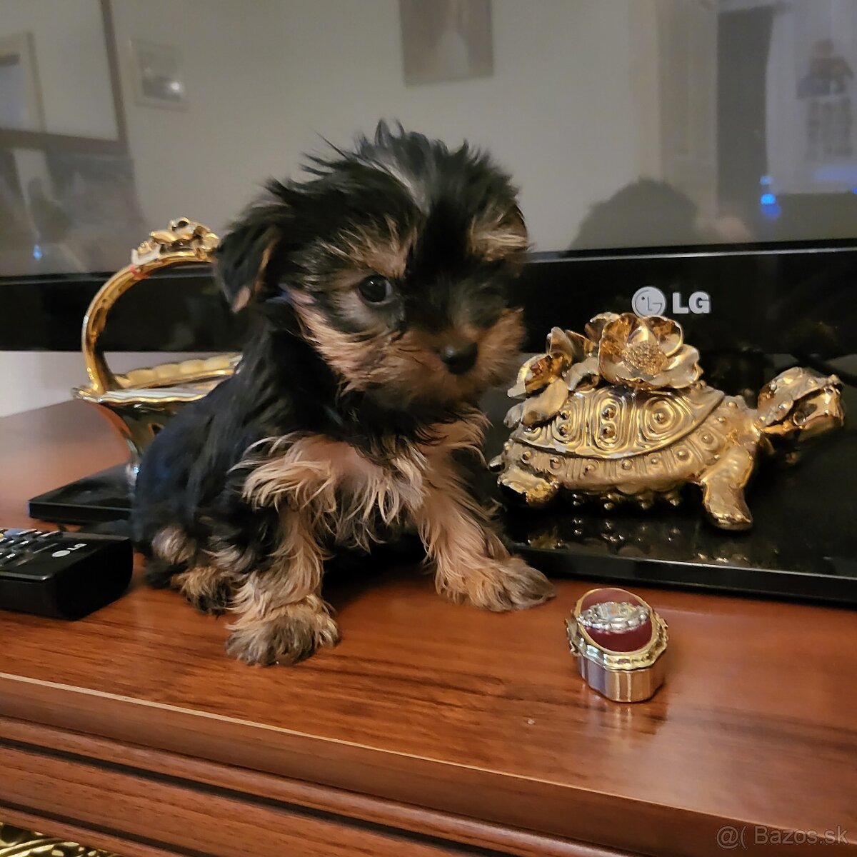 Yorkshirsky terier mini - 9