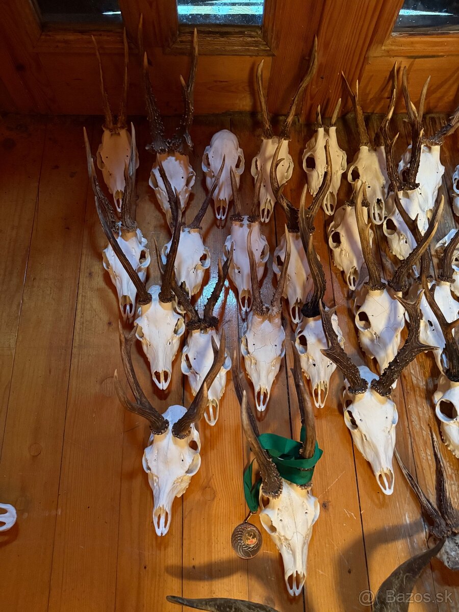 Poľovnícke trofeje - 9