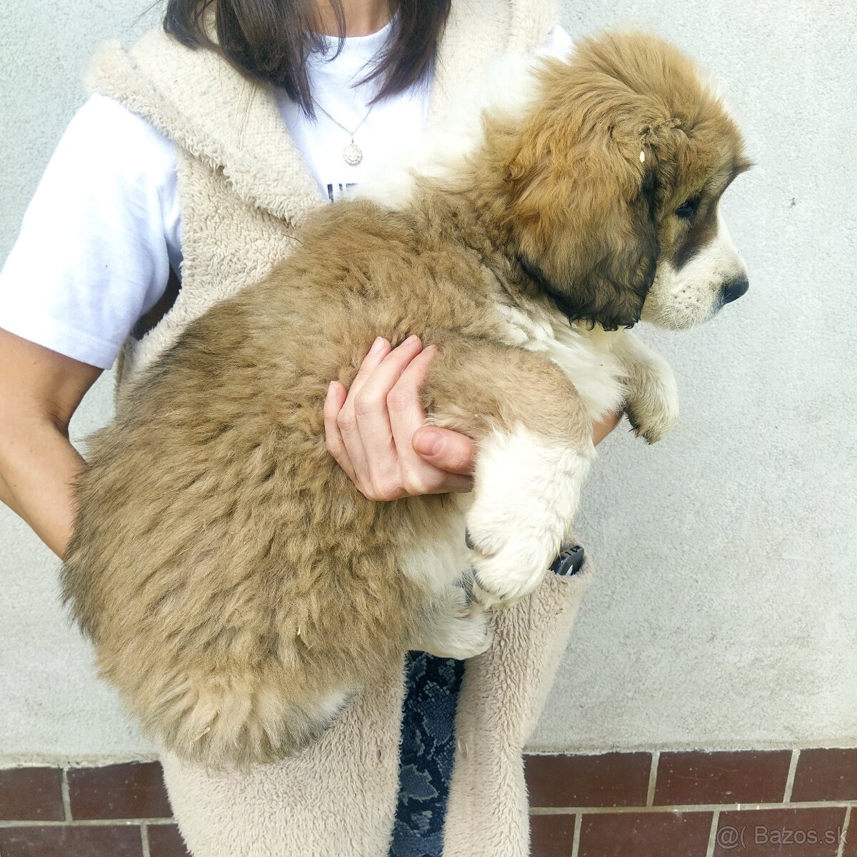 stredoázijský ovčiak - 9