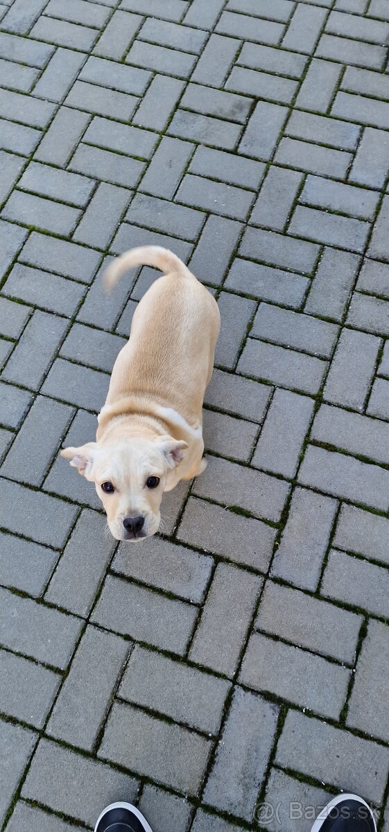 Darujem steniatko - 9