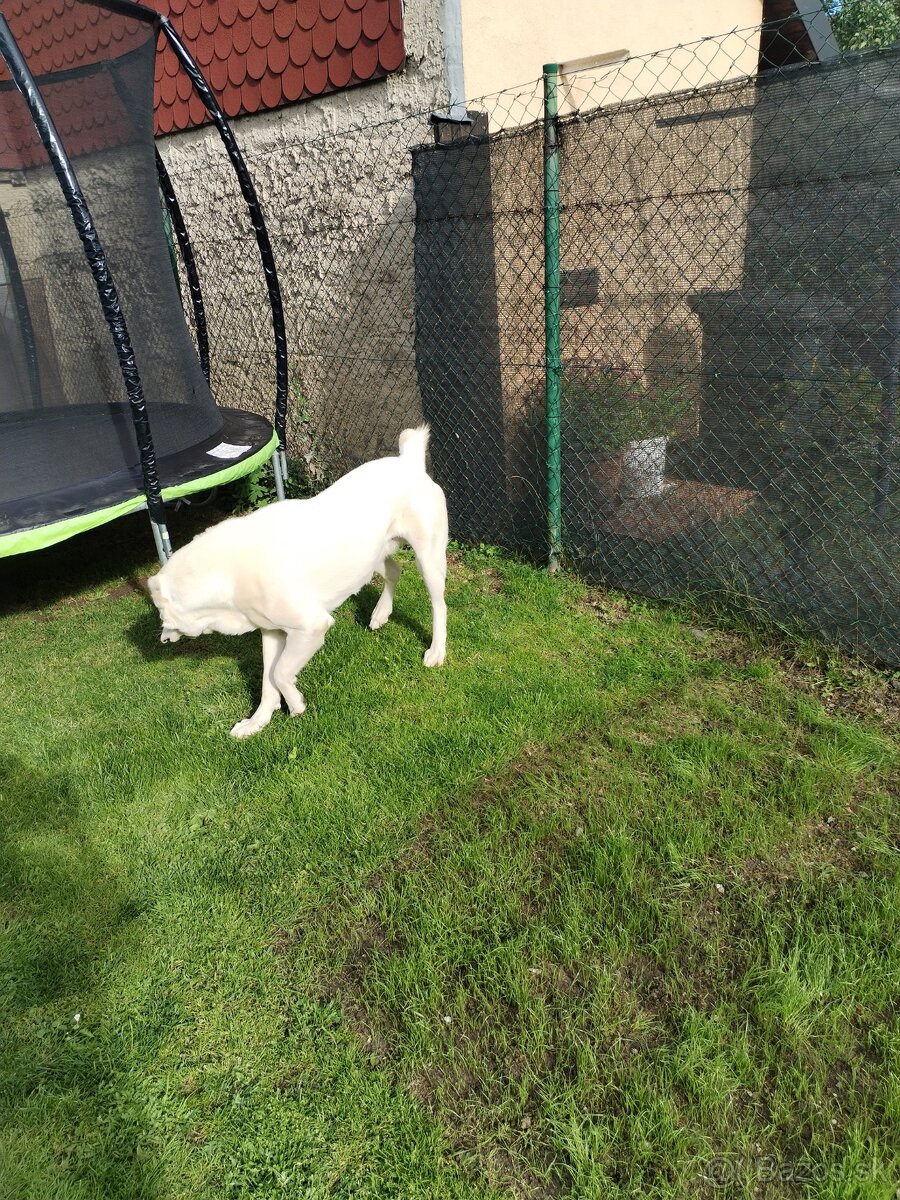 Stredoazijský ovčiak SAO - 9