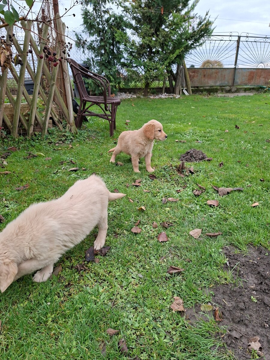 Zlaty retriever - 9