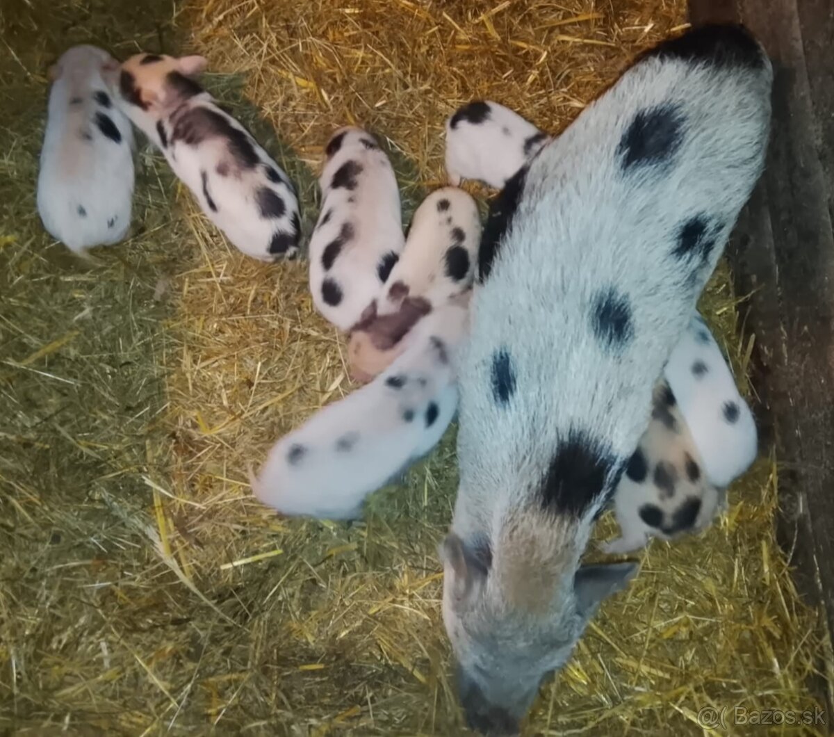 Gottingenske miniprasiatka - 9