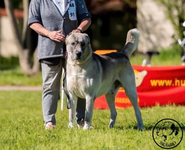 Stredoázijský ovčiak - 9