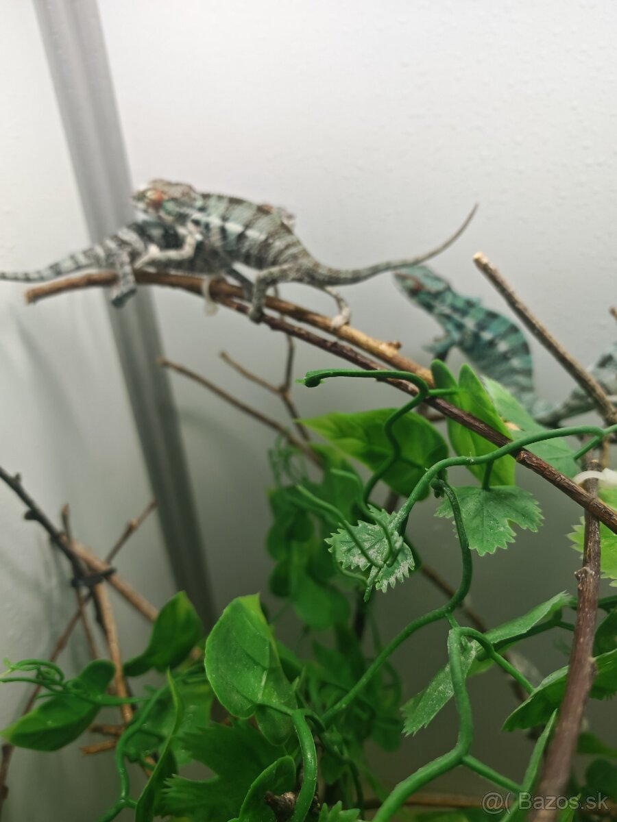 Predám chameleóna pardali nose be - 9
