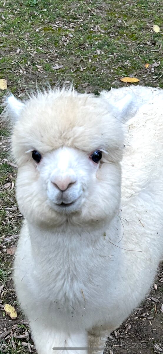 Lama Alpaka 2 samičky - 9