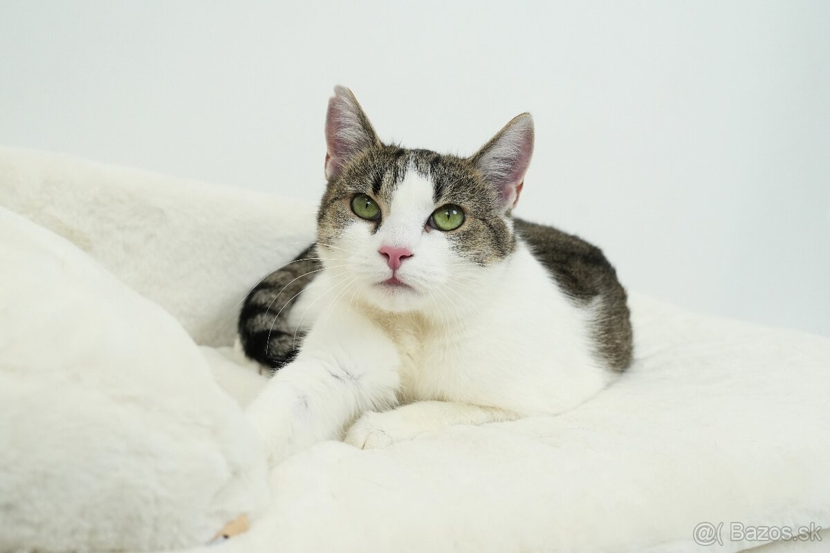 MRKVIČKA hľadá domov - 9