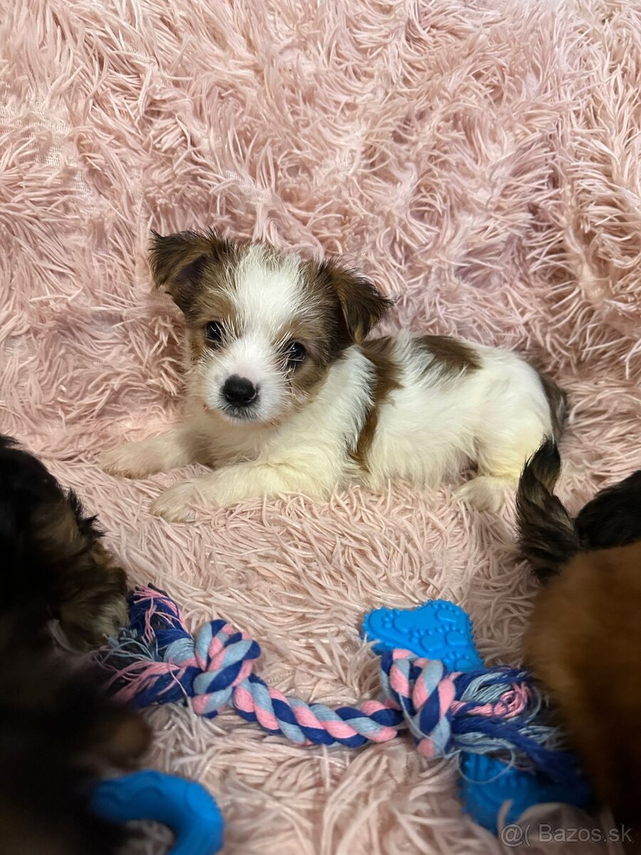 Yorkshirsky terier, York - 9